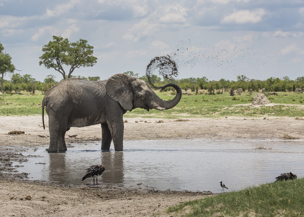 Elephant okavango delta Botswana.jpg